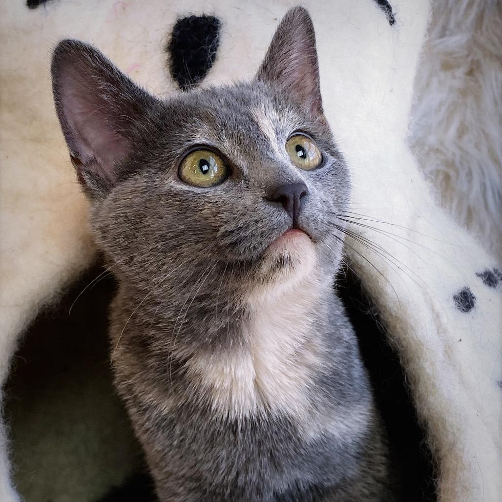 Audrey, Adoptable, Kitten Female Domestic Short Hair.