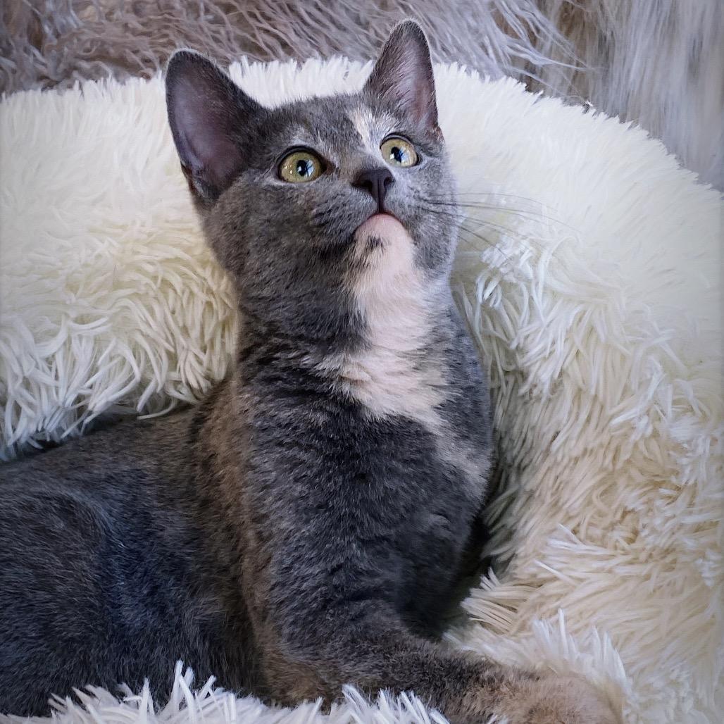 Audrey, a Adoptable Domestic Short Hair in Huntsville, AL image 2/6