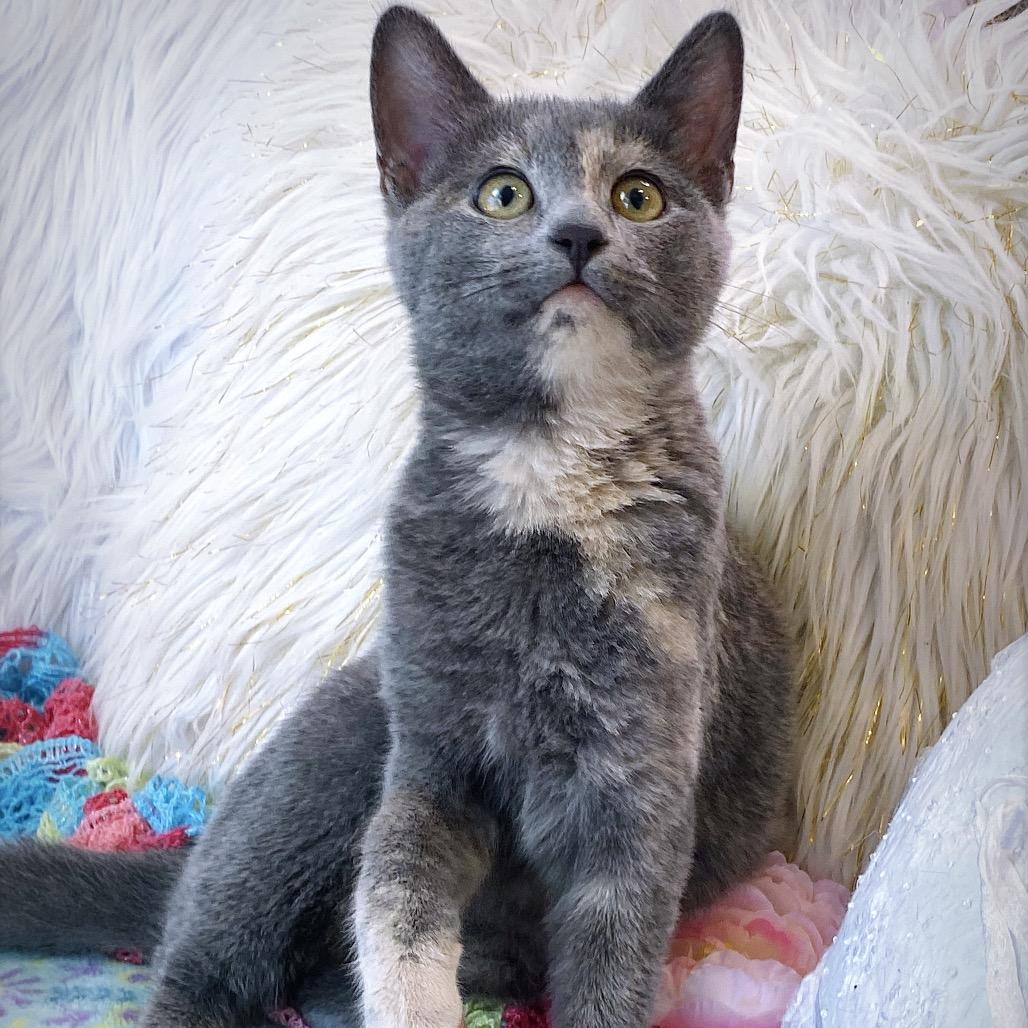 Audrey, a Adoptable Domestic Short Hair in Huntsville, AL image 3/6