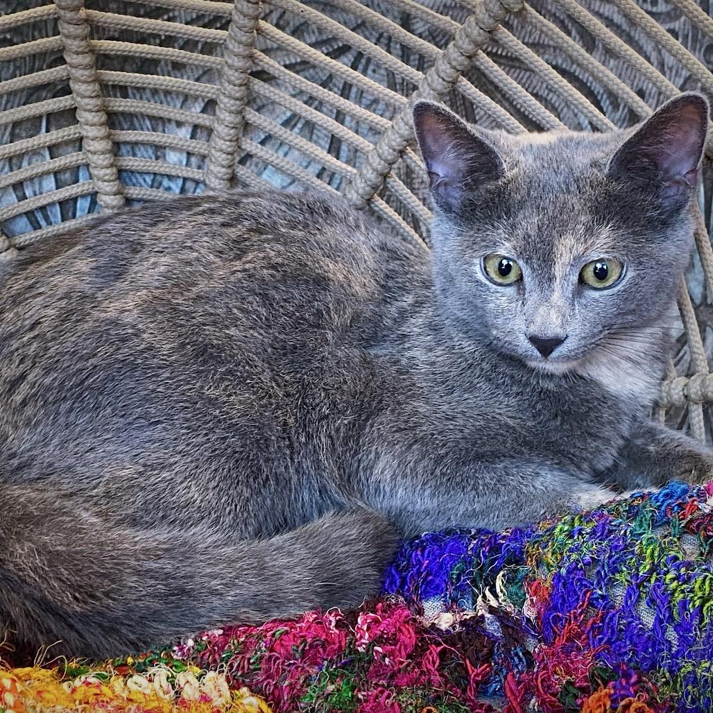 Audrey, a Adoptable Domestic Short Hair in Huntsville, AL image 4/6
