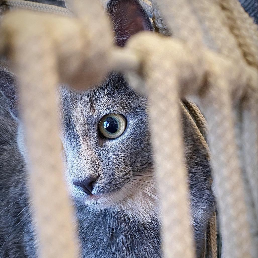 Audrey, a Adoptable Domestic Short Hair in Huntsville, AL image 5/6