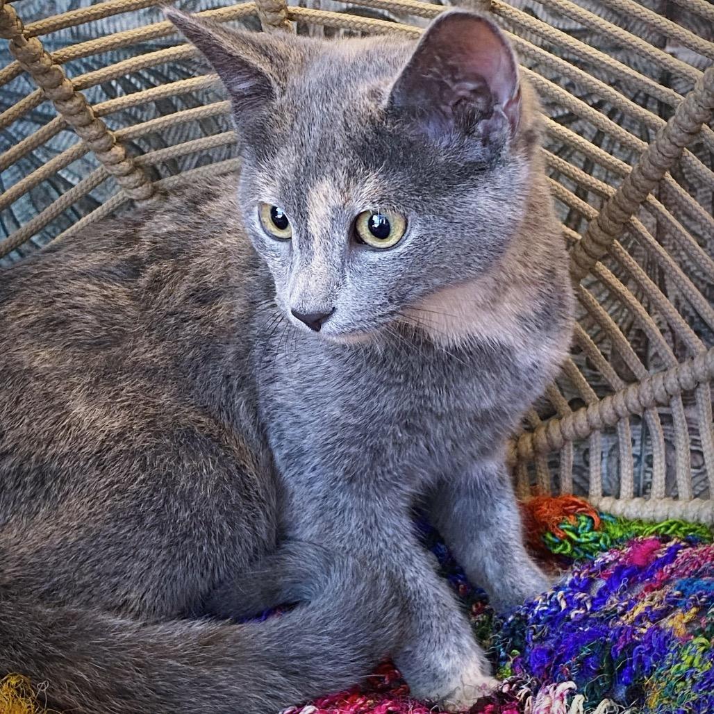 Audrey, a Adoptable Domestic Short Hair in Huntsville, AL image 6/6