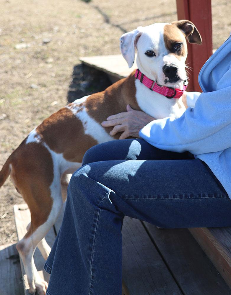 Enlarge Rosa (AO35978), a ADOPTABLE mixed breed in Kansas City, KS image 2/6