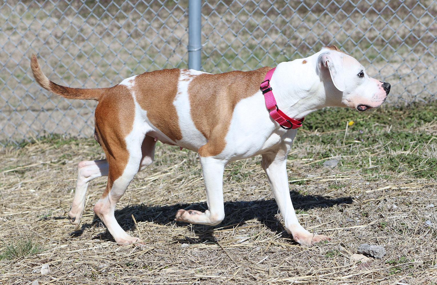 Enlarge Rosa (AO35978), a ADOPTABLE mixed breed in Kansas City, KS image 3/6
