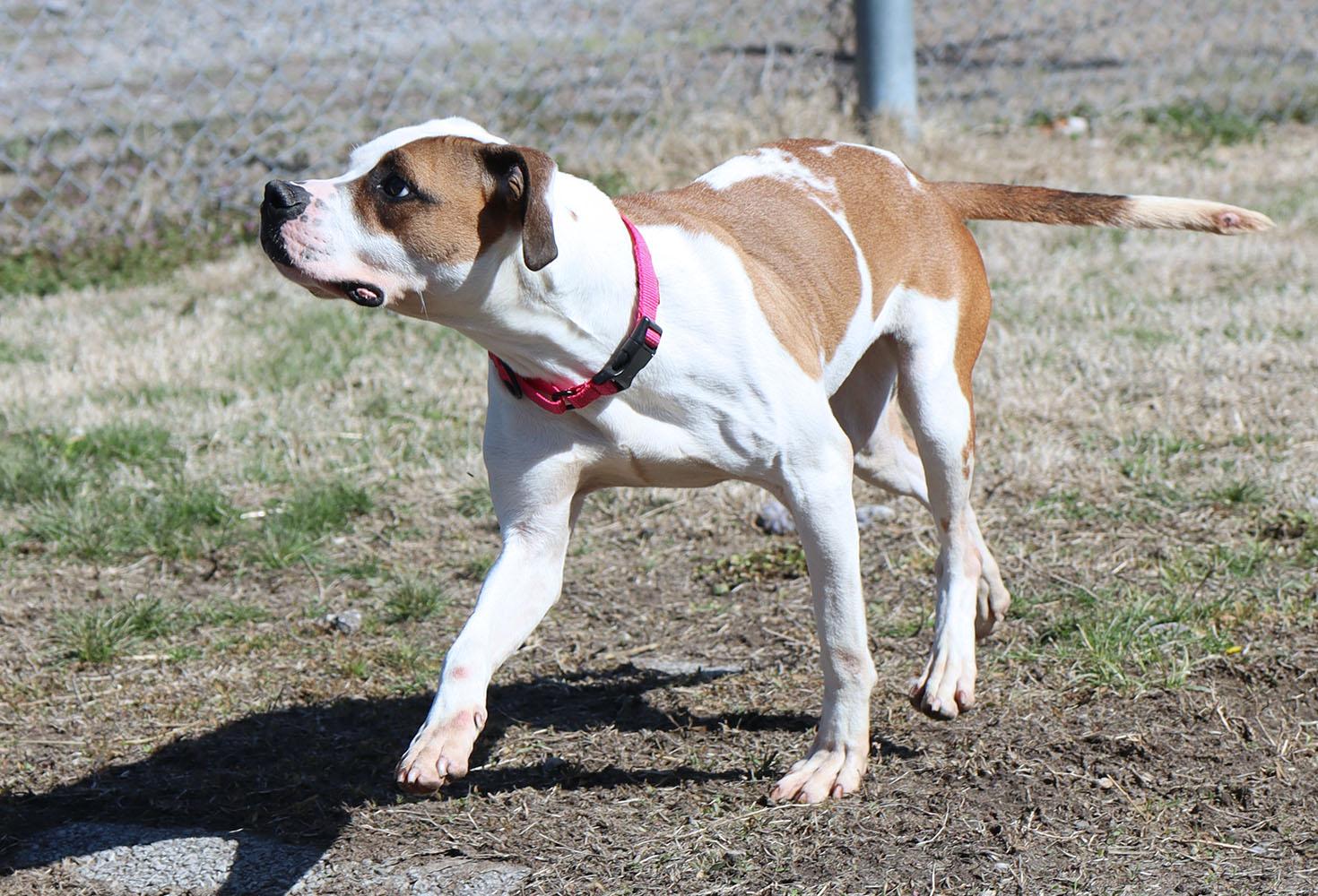 Enlarge Rosa (AO35978), a ADOPTABLE mixed breed in Kansas City, KS image 5/6