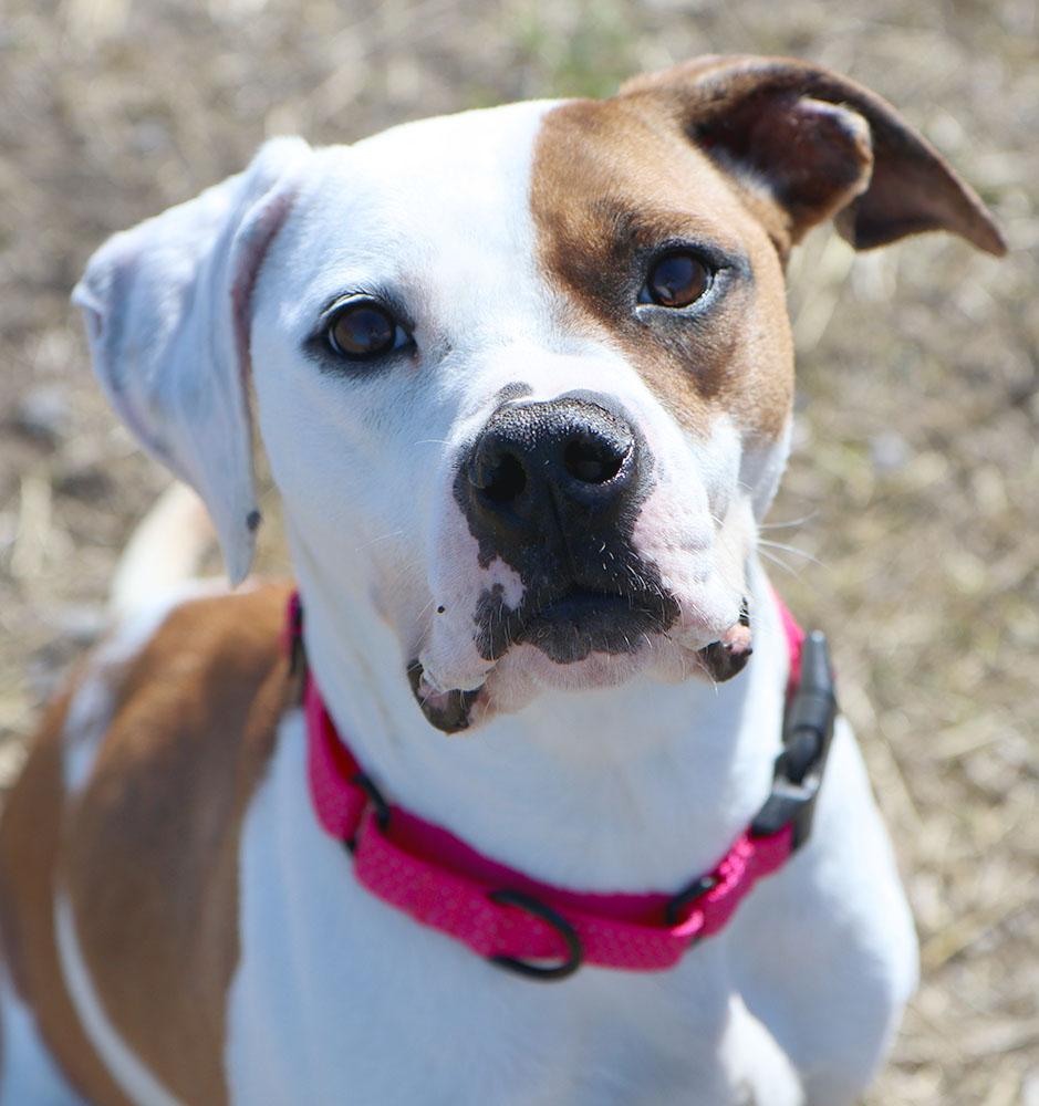 Enlarge Rosa (AO35978), a ADOPTABLE mixed breed in Kansas City, KS image 6/6