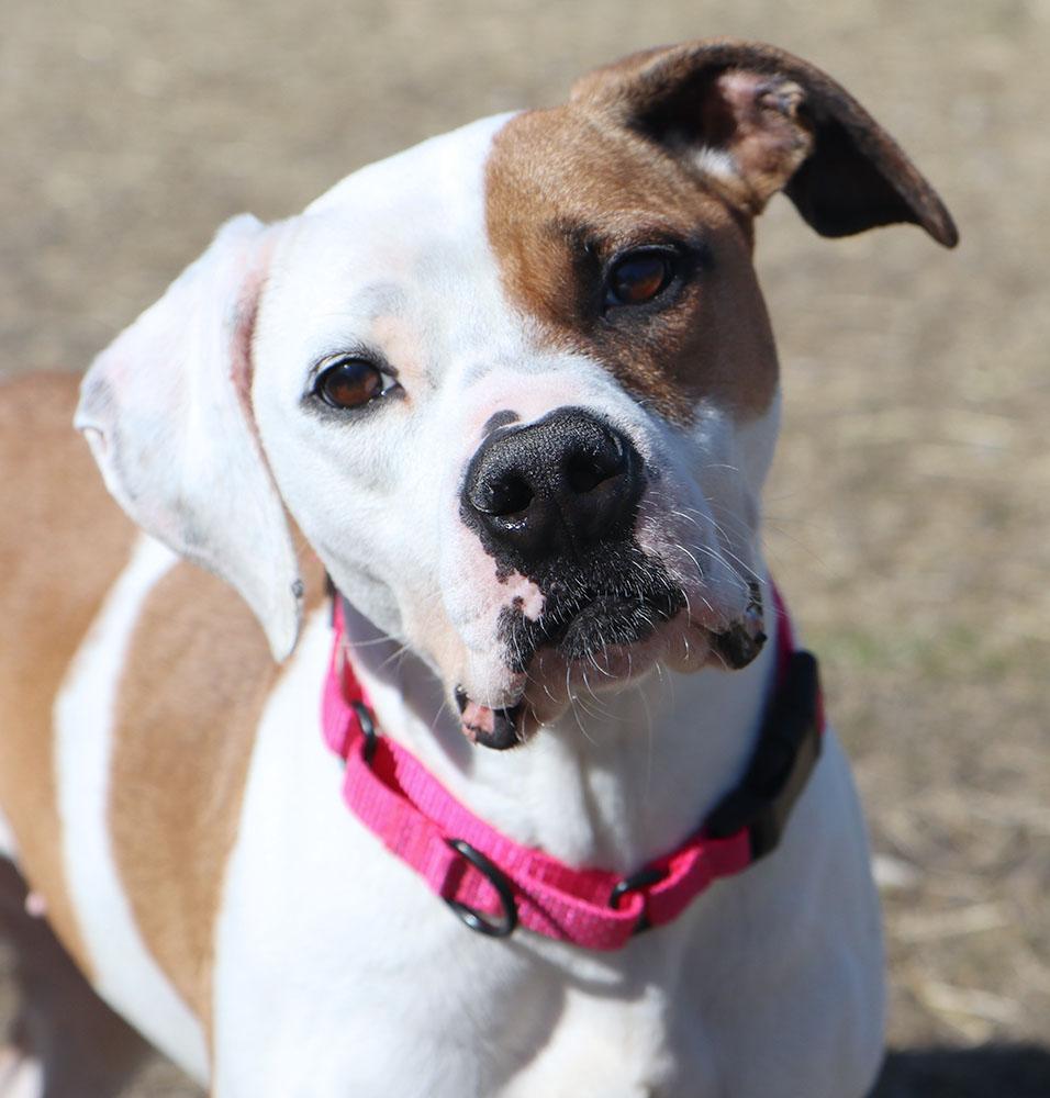 Enlarge Rosa (AO35978), a ADOPTABLE mixed breed in Kansas City, KS image 1/6
