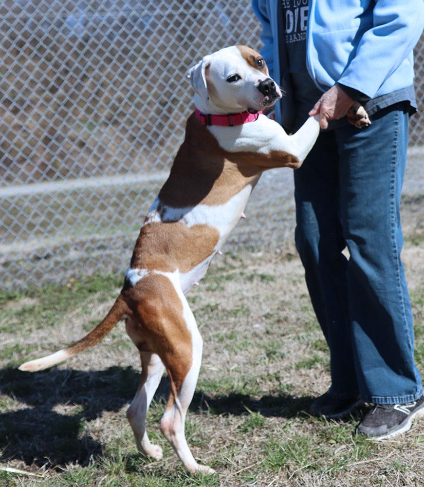 Enlarge Rosa (AO35978), a ADOPTABLE mixed breed in Kansas City, KS image 4/6