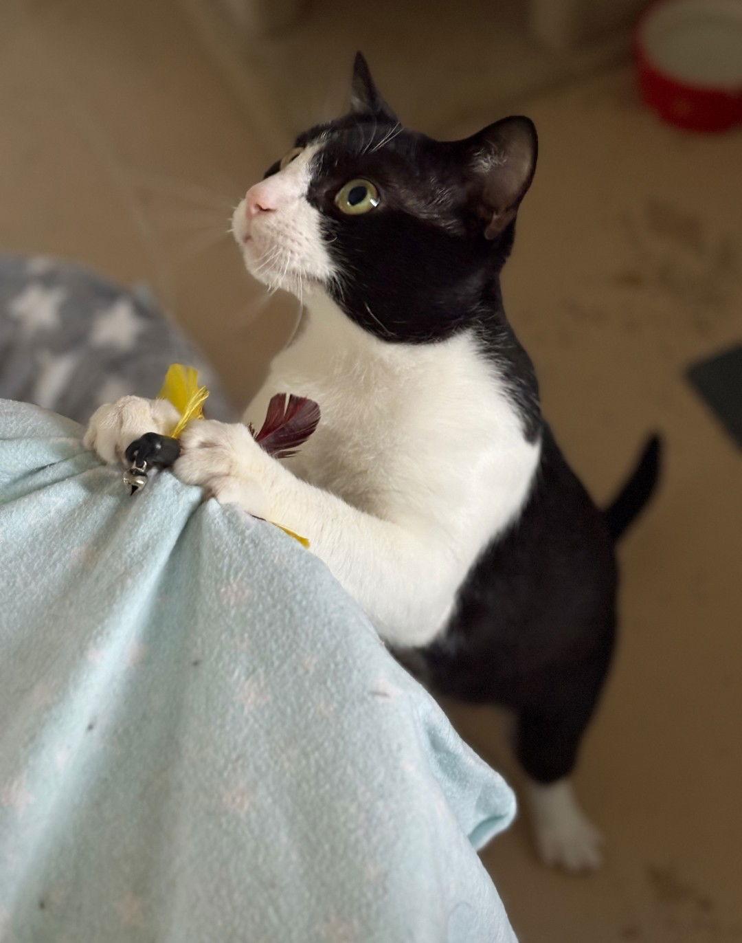 Gunnar, Adoptable, Adult Male Tuxedo.