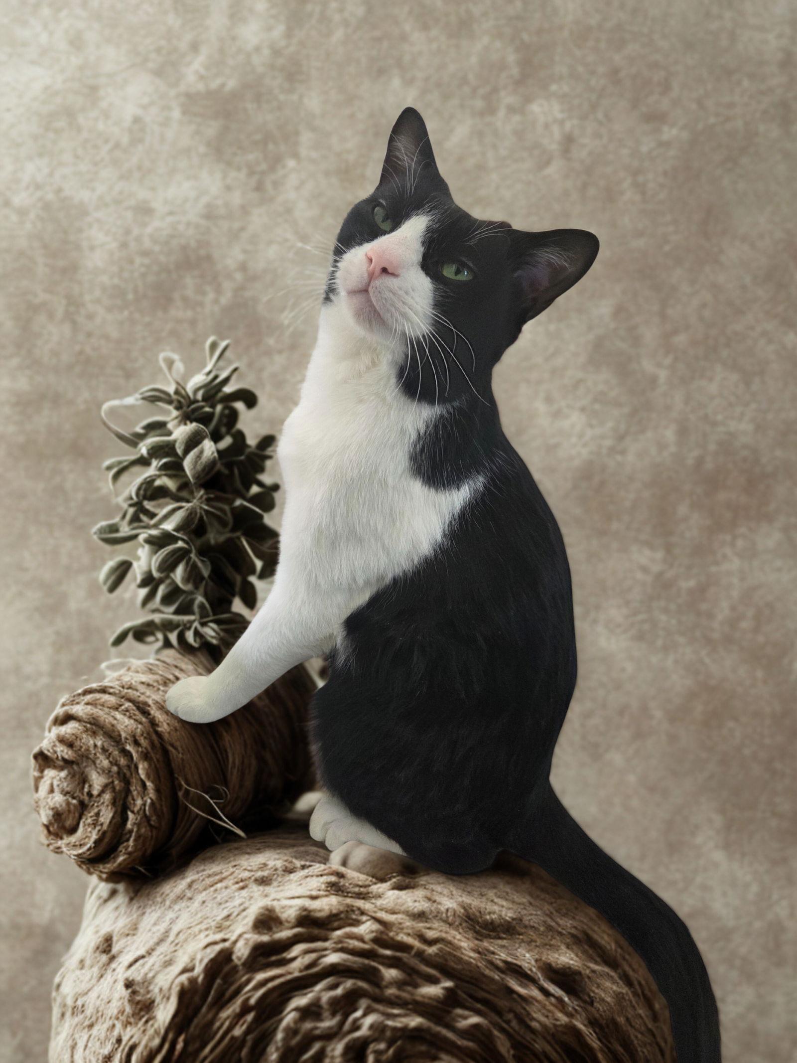 Enlarge Gunnar, a Adoptable Tuxedo in Flint Hill, VA image 1/3