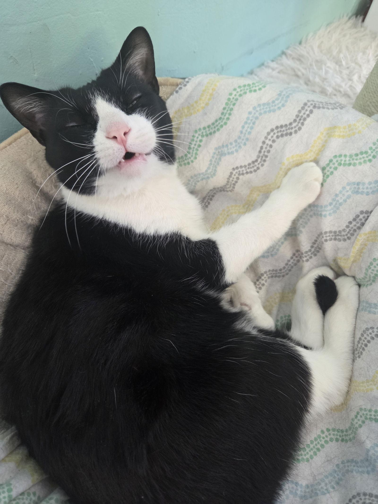 Enlarge Gunnar, a Adoptable Tuxedo in Flint Hill, VA image 2/3