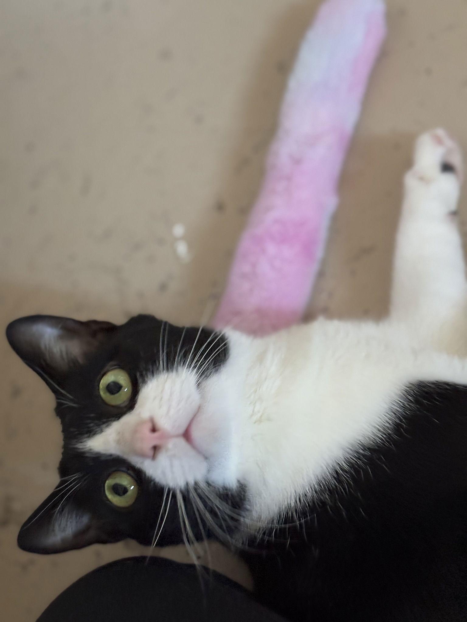 Gunnar, a Adoptable Tuxedo in Flint Hill, VA image 1/3