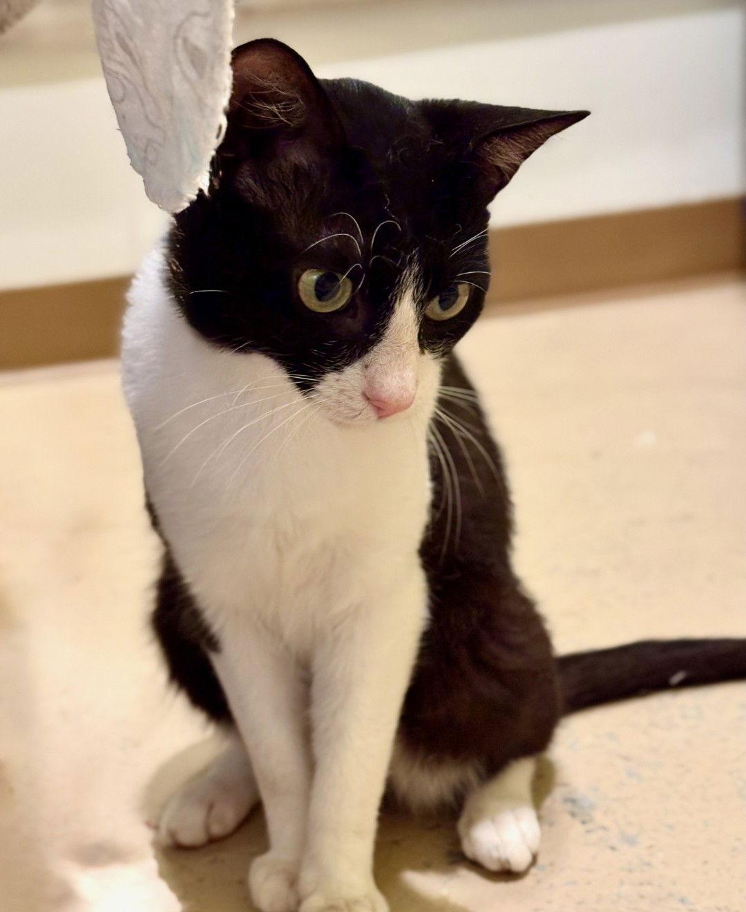 Gunnar, a Adoptable Tuxedo in Flint Hill, VA image 2/3
