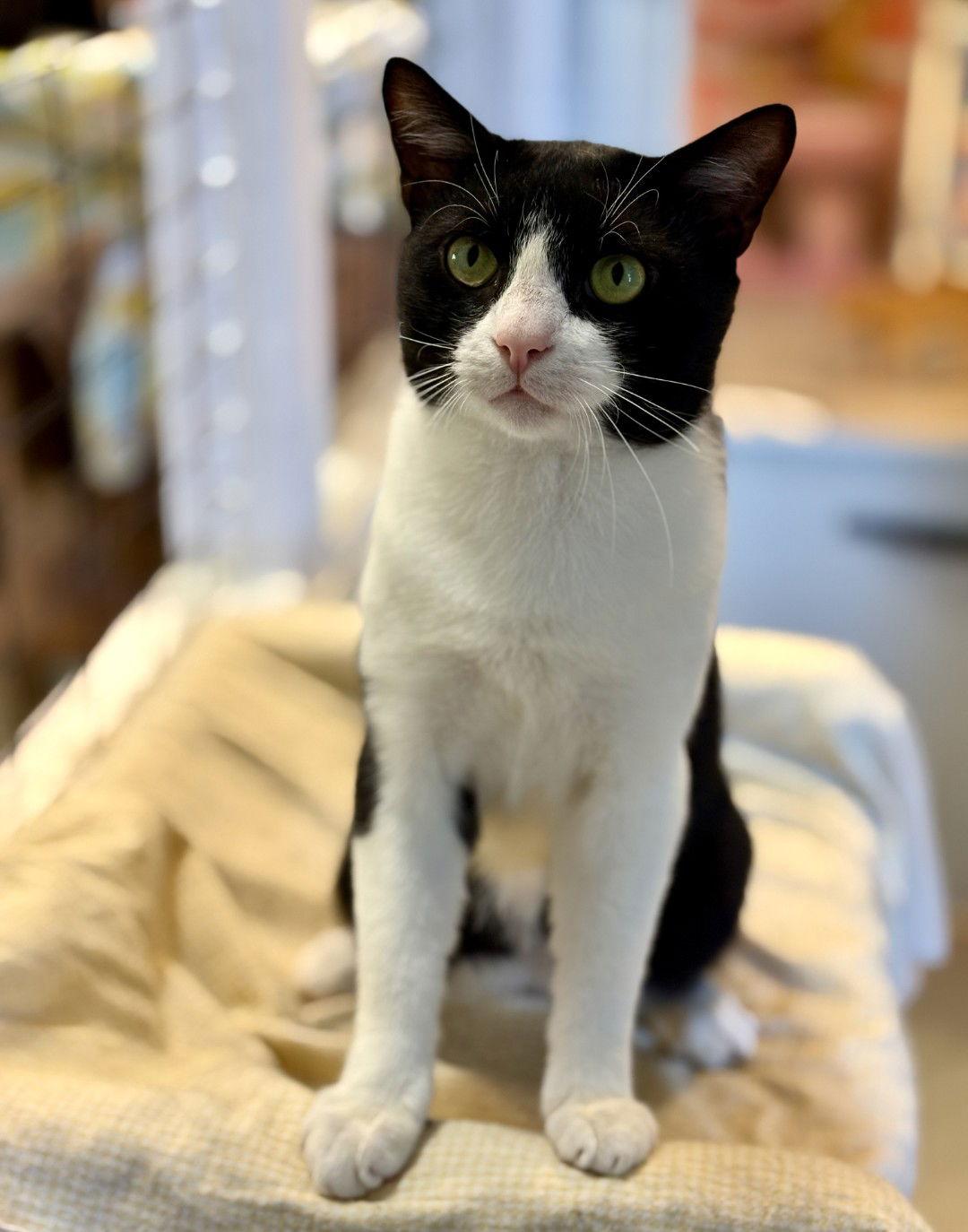 Gunnar, a Adoptable Tuxedo in Flint Hill, VA image 3/3