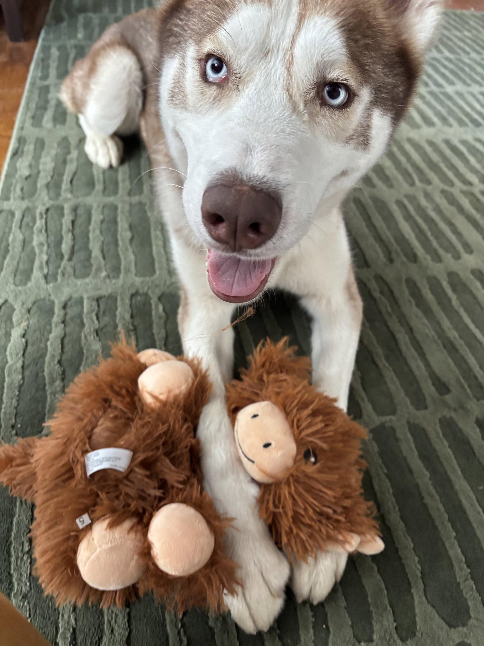 Enlarge Ricky, a Adoptable Siberian Husky in Walnut Creek, CA image 1/3