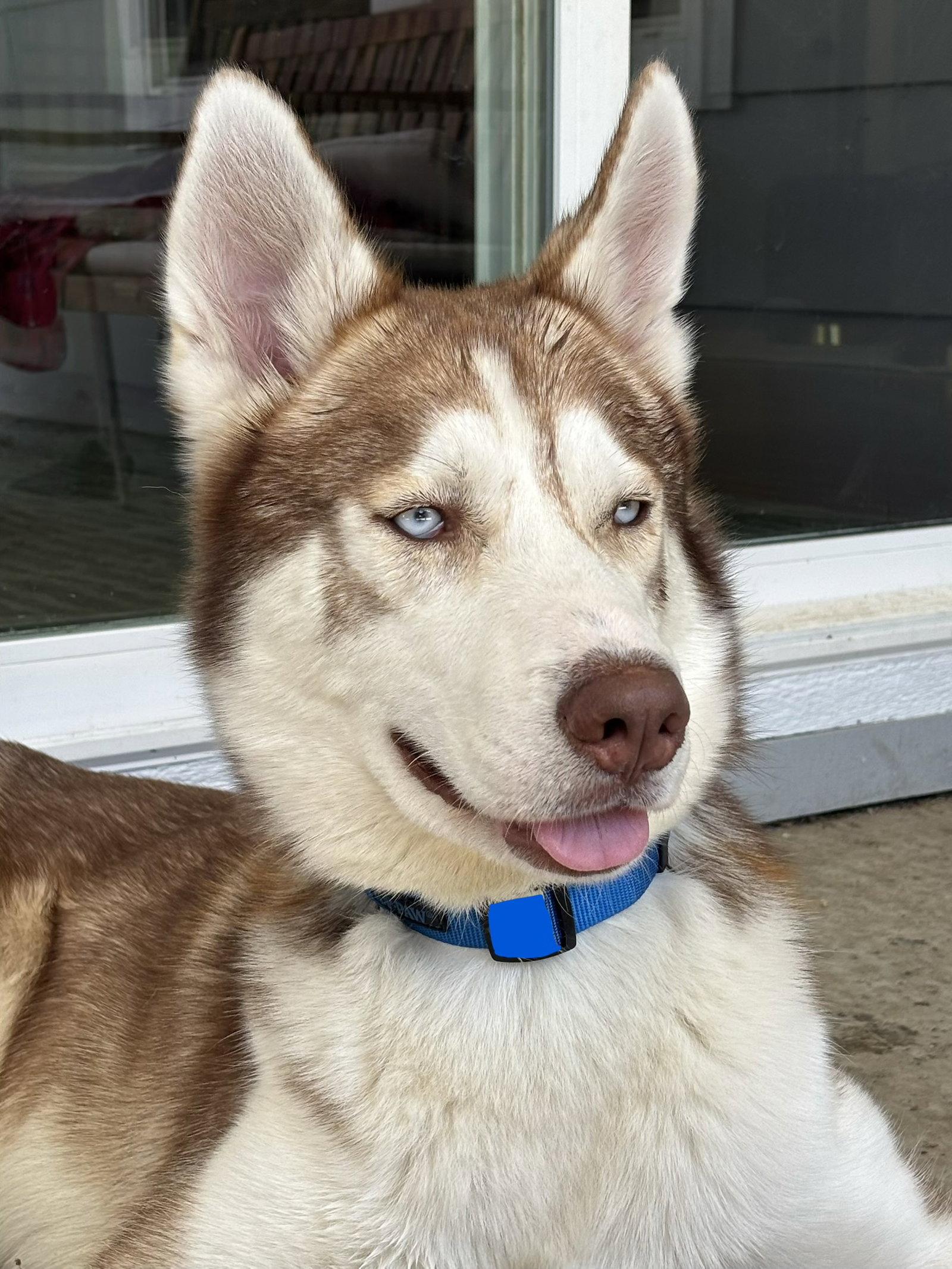 Enlarge Ricky, a Adoptable Siberian Husky in Walnut Creek, CA image 2/3