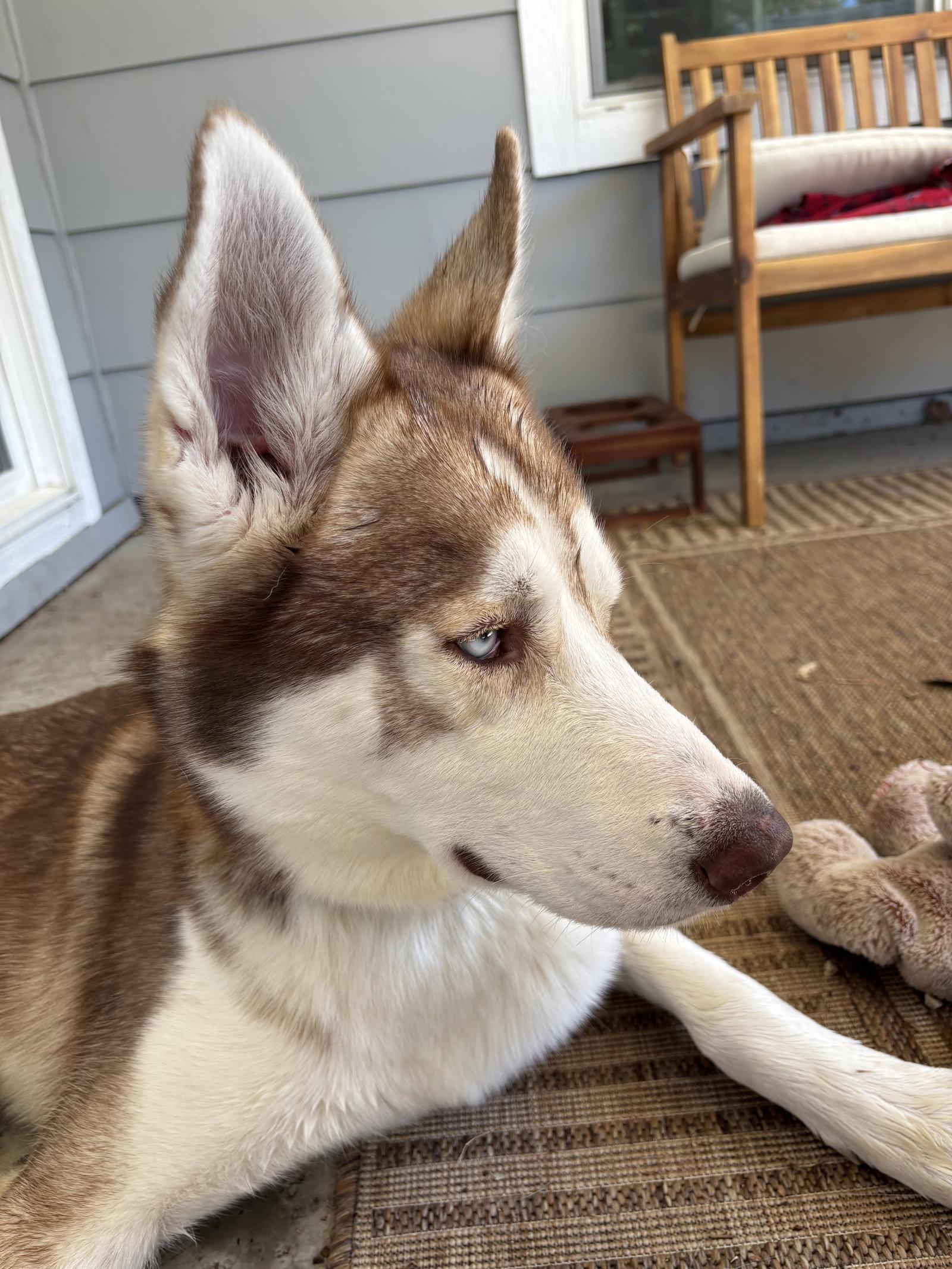 Enlarge Ricky, a Adoptable Siberian Husky in Walnut Creek, CA image 3/3