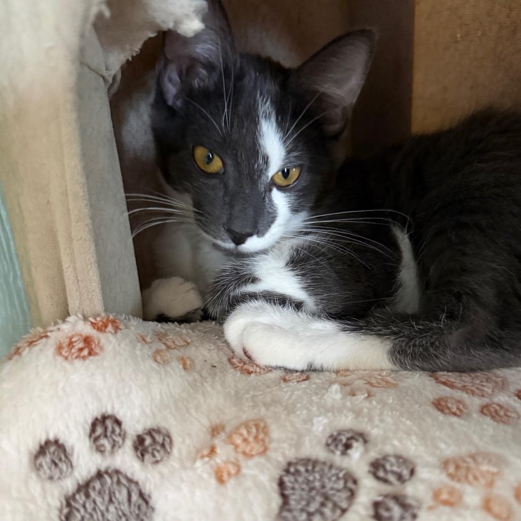 Captain, Adoptable, Kitten Female Domestic Short Hair.