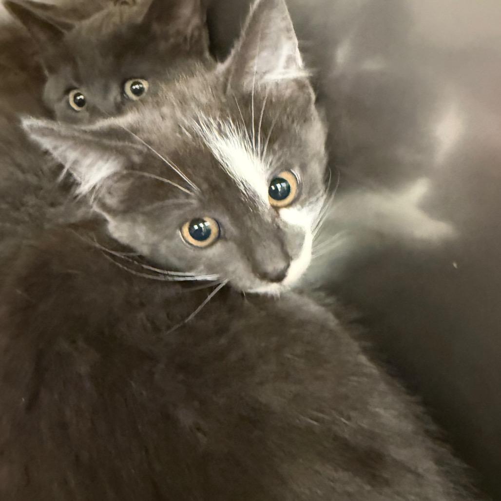 Captain, Adoptable, Kitten Female Domestic Short Hair.