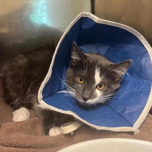 Enlarge Captain, a Adoptable Domestic Short Hair in Lake Panasoffkee, FL image 2/2