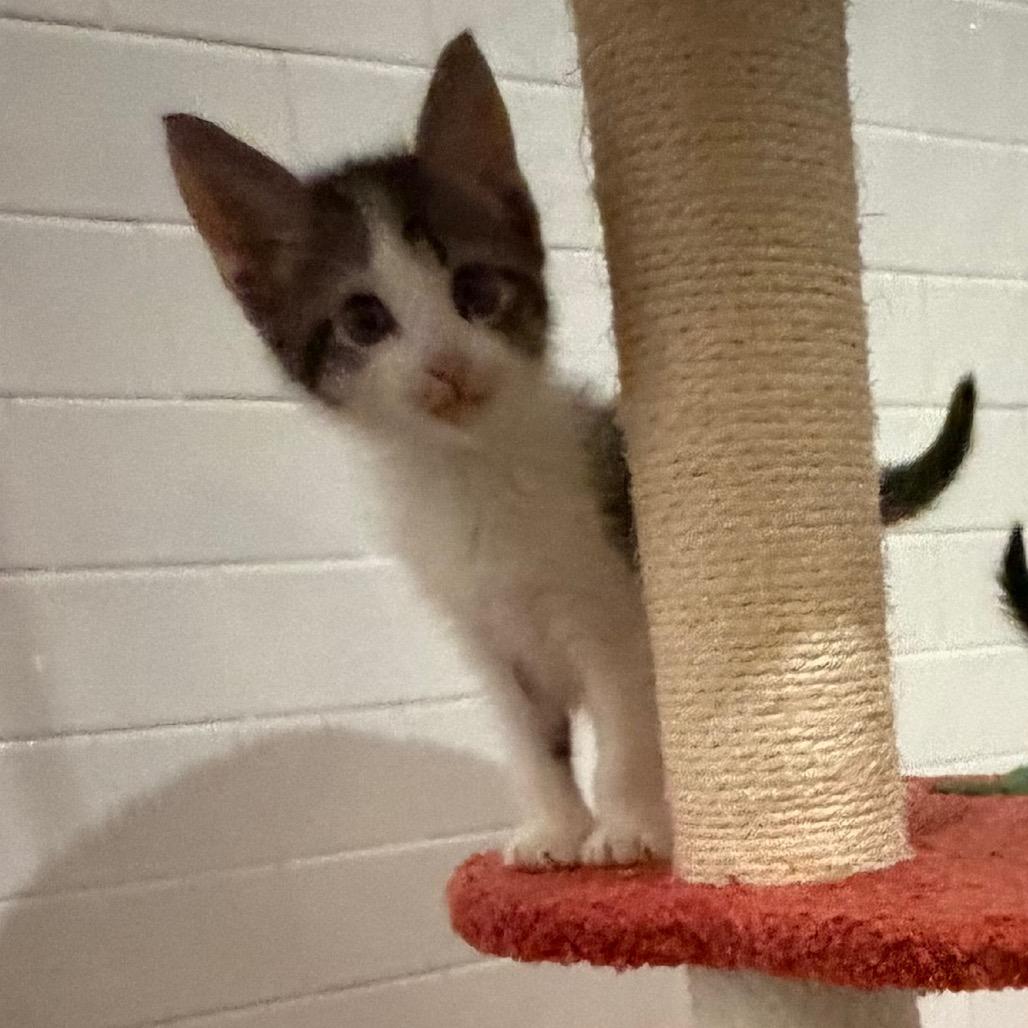 Famous Amos, Adoptable, Young Male Domestic Short Hair.