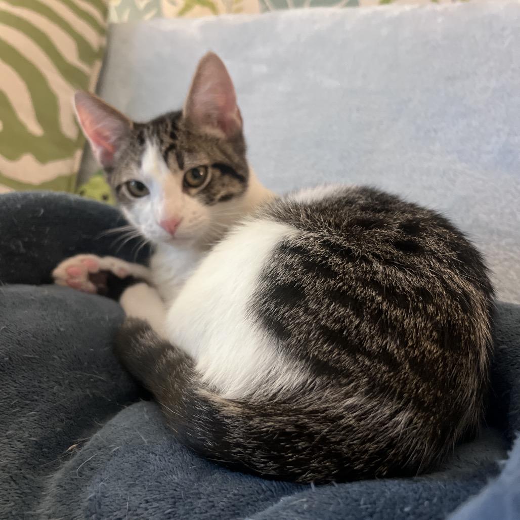 Enlarge Famous Amos, a Adoptable Domestic Short Hair in Juno Beach, FL image 3/5