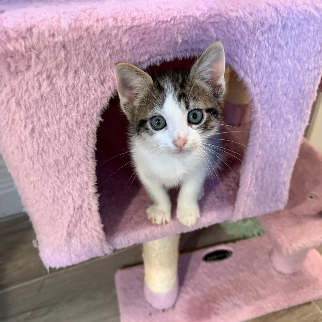 Enlarge Famous Amos, a Adoptable Domestic Short Hair in Juno Beach, FL image 4/5