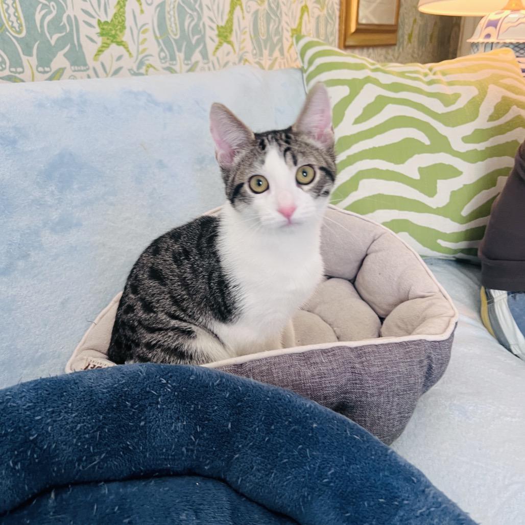 Enlarge Famous Amos, a Adoptable Domestic Short Hair in Juno Beach, FL image 5/5