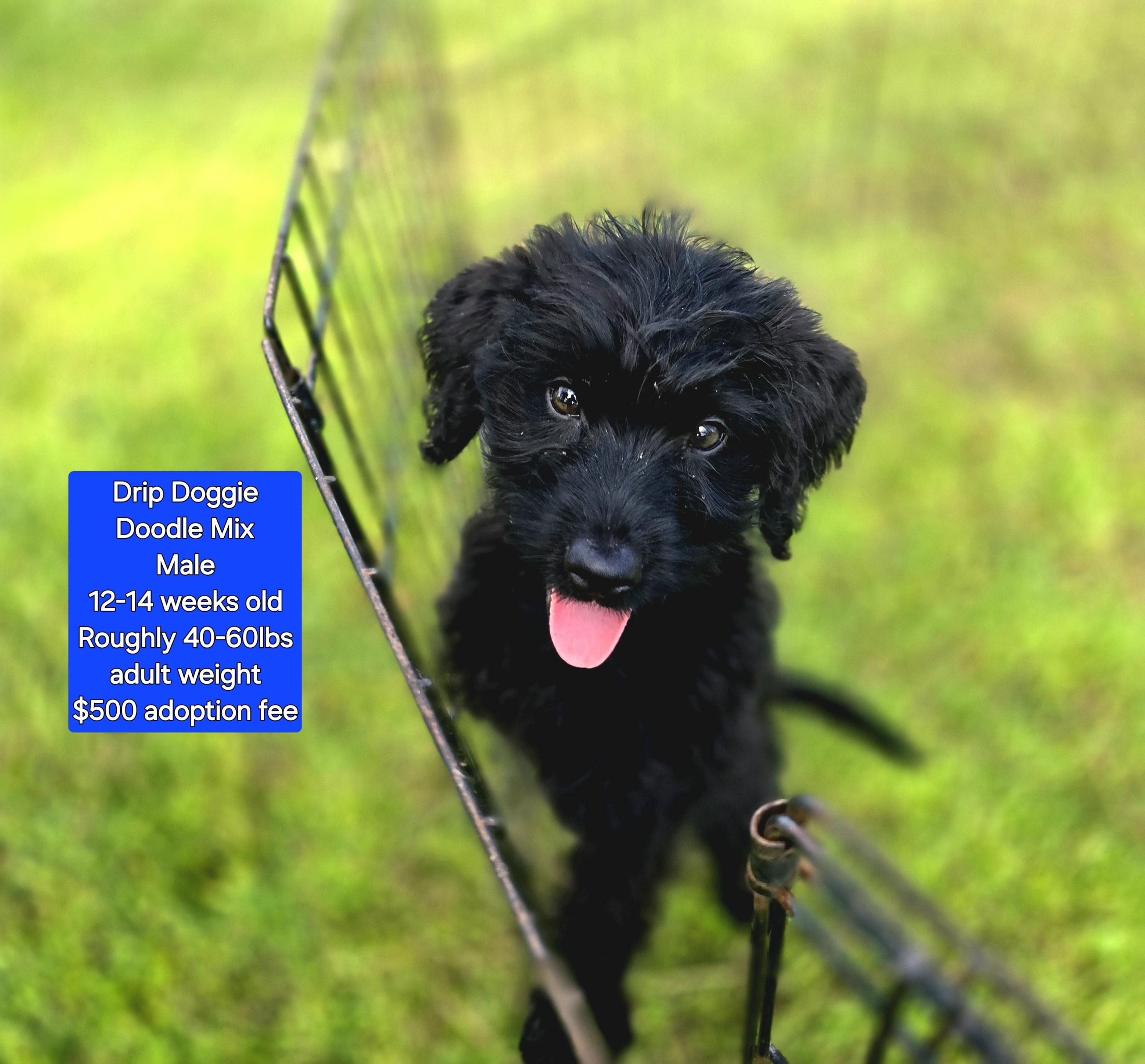 Drip Doggie