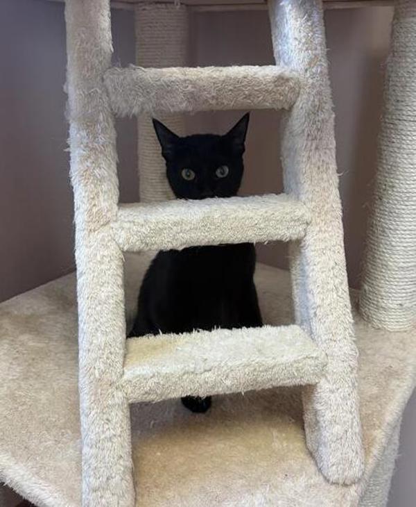 Rosa, Adoptable, Young Female Domestic Short Hair.