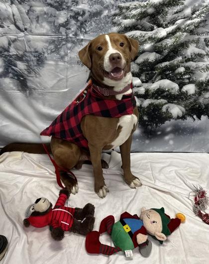 Steve, Adoptable, Senior Male Mixed Breed & Mixed Breed.