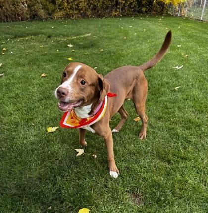 Enlarge Steve, a Adoptable Mixed Breed in Walla Walla, WA image 2/3