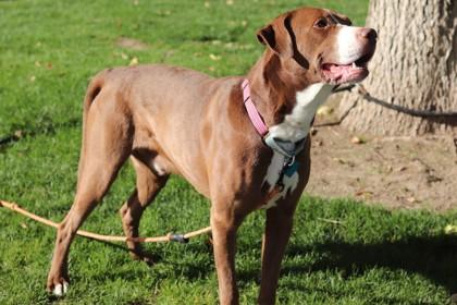 Enlarge Steve, a Adoptable Mixed Breed in Walla Walla, WA image 2/3