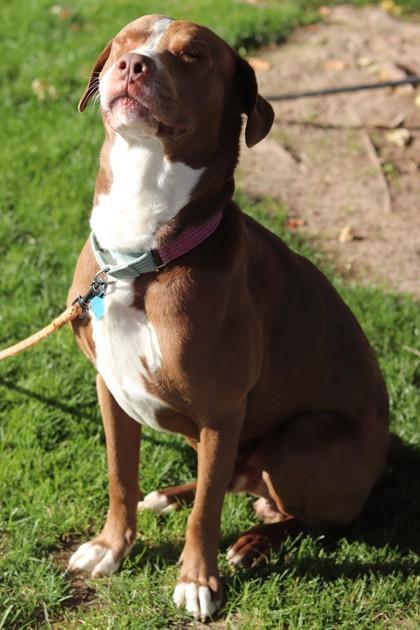 Enlarge Steve, a Adoptable Mixed Breed in Walla Walla, WA image 3/3