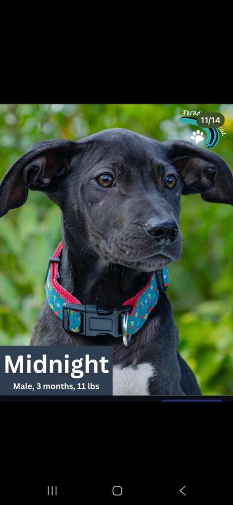 Midnight, Adoptable, Puppy Male Mixed Breed.