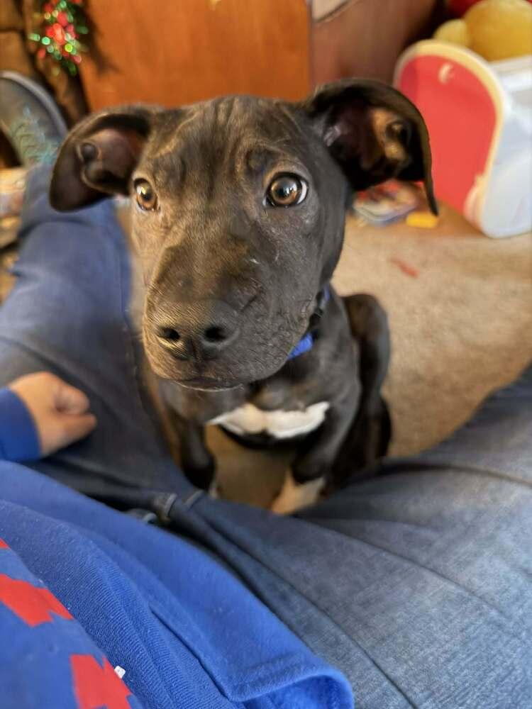 Enlarge Midnight, a Adoptable mixed breed in Amherst, NY image 2/6