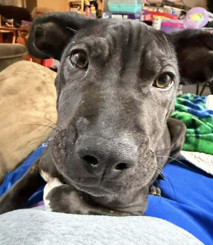 Enlarge Midnight, a Adoptable mixed breed in Amherst, NY image 3/6