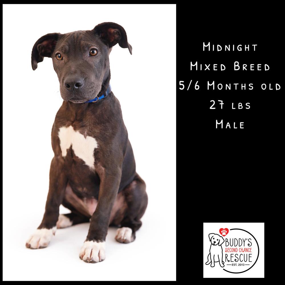Enlarge Midnight, a Adoptable mixed breed in Amherst, NY image 4/6