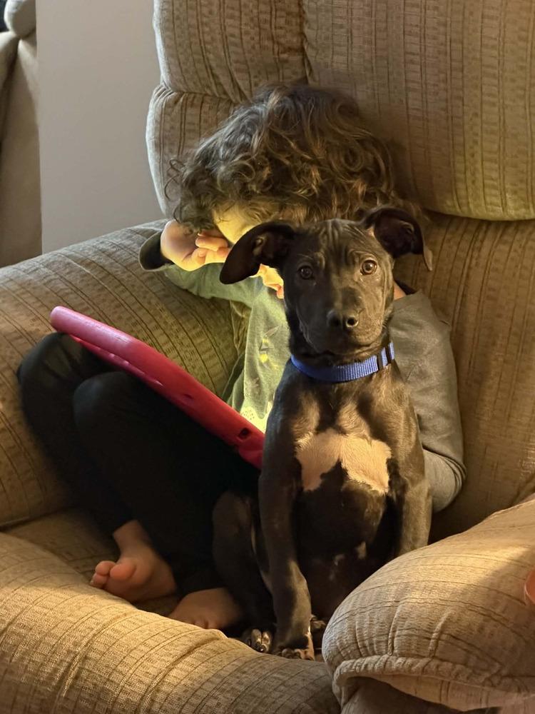 Enlarge Midnight, a Adoptable mixed breed in Amherst, NY image 5/6