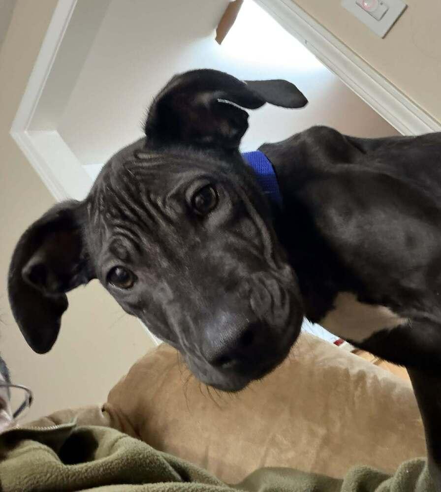 Enlarge Midnight, a Adoptable mixed breed in Amherst, NY image 6/6