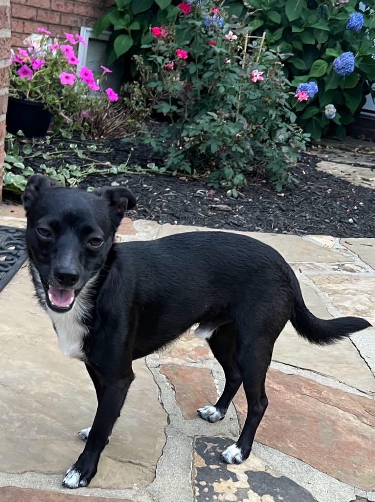 Frankie Chihuahua Dog