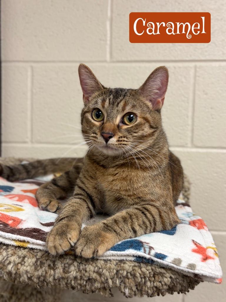 Enlarge Caramel, an adopted Tabby in Valparaiso, IN image 1/2