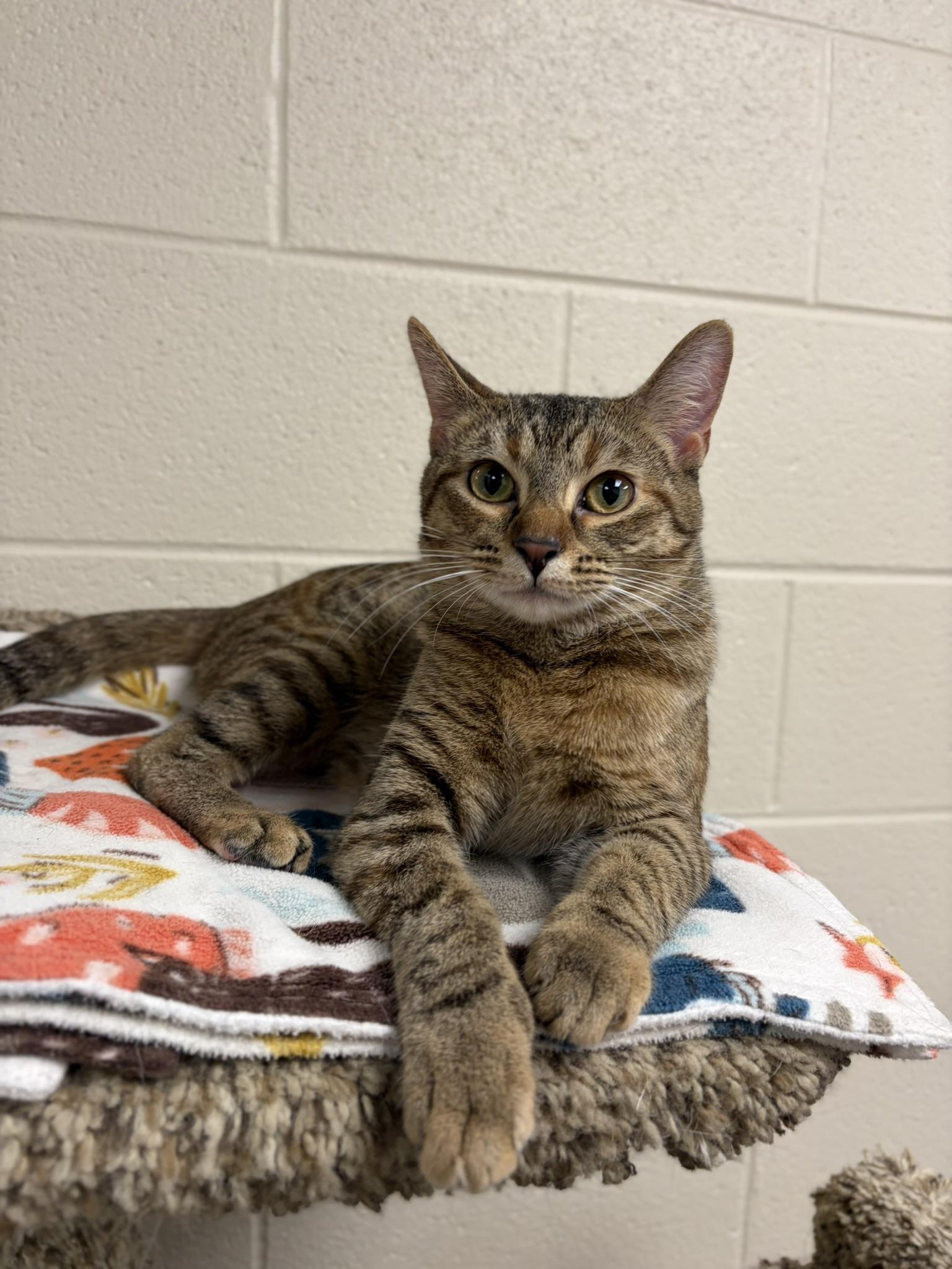 Enlarge Caramel, an adopted Tabby in Valparaiso, IN image 2/2
