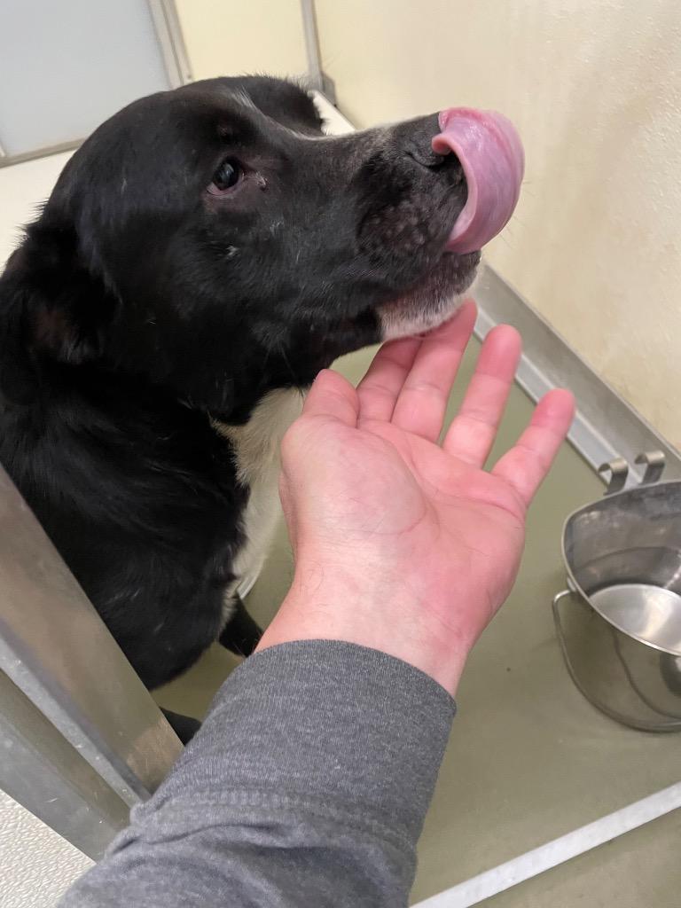 Davis, Adoptable, Adult Male Mixed Breed.