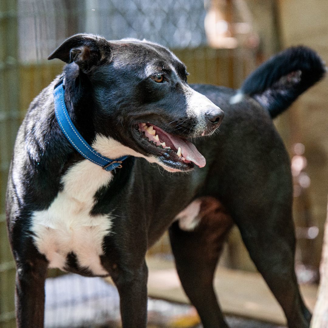 Whiskey, Adult Male Cane Corso