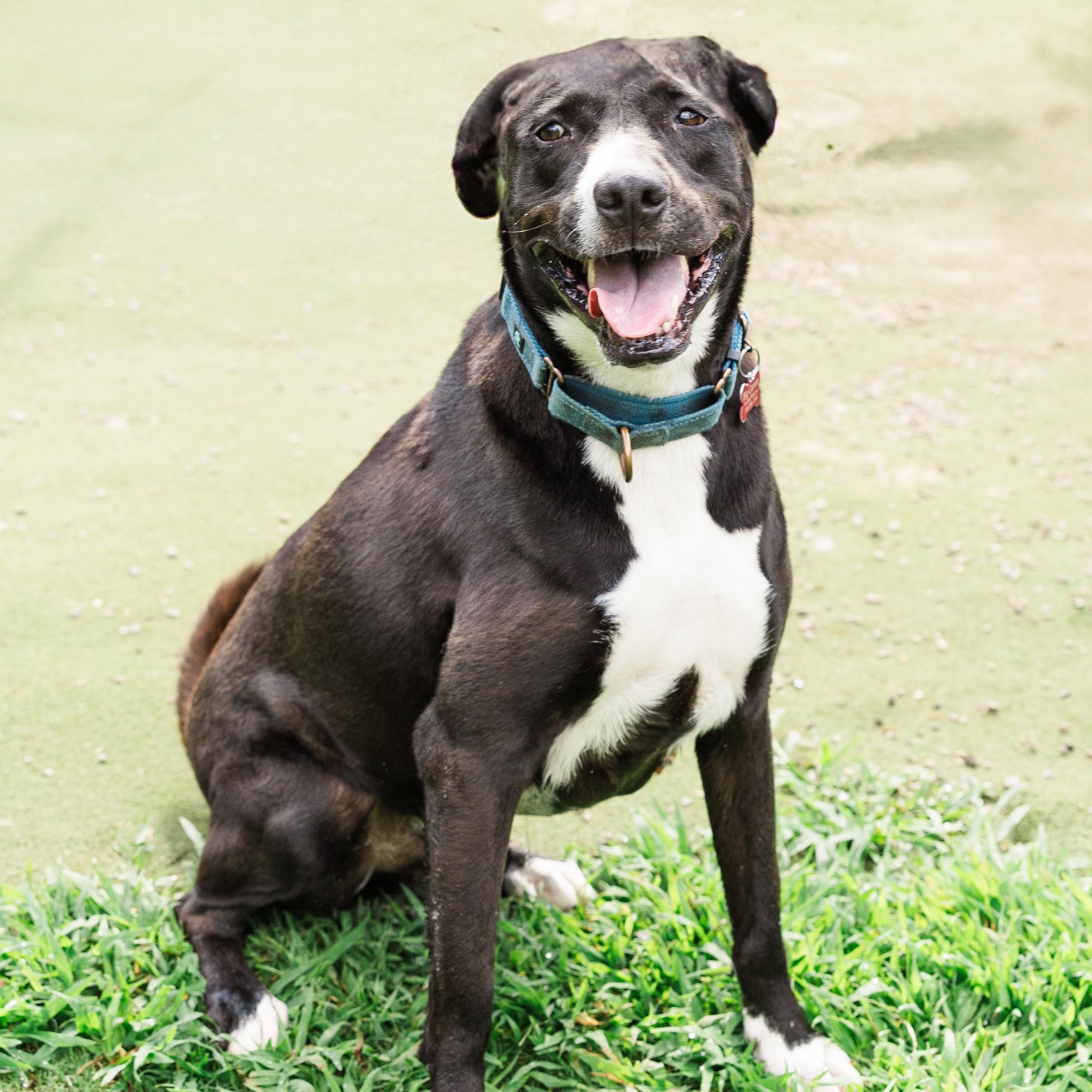 Enlarge Whiskey, a Adoptable mixed breed in Jasper, GA image 1/6
