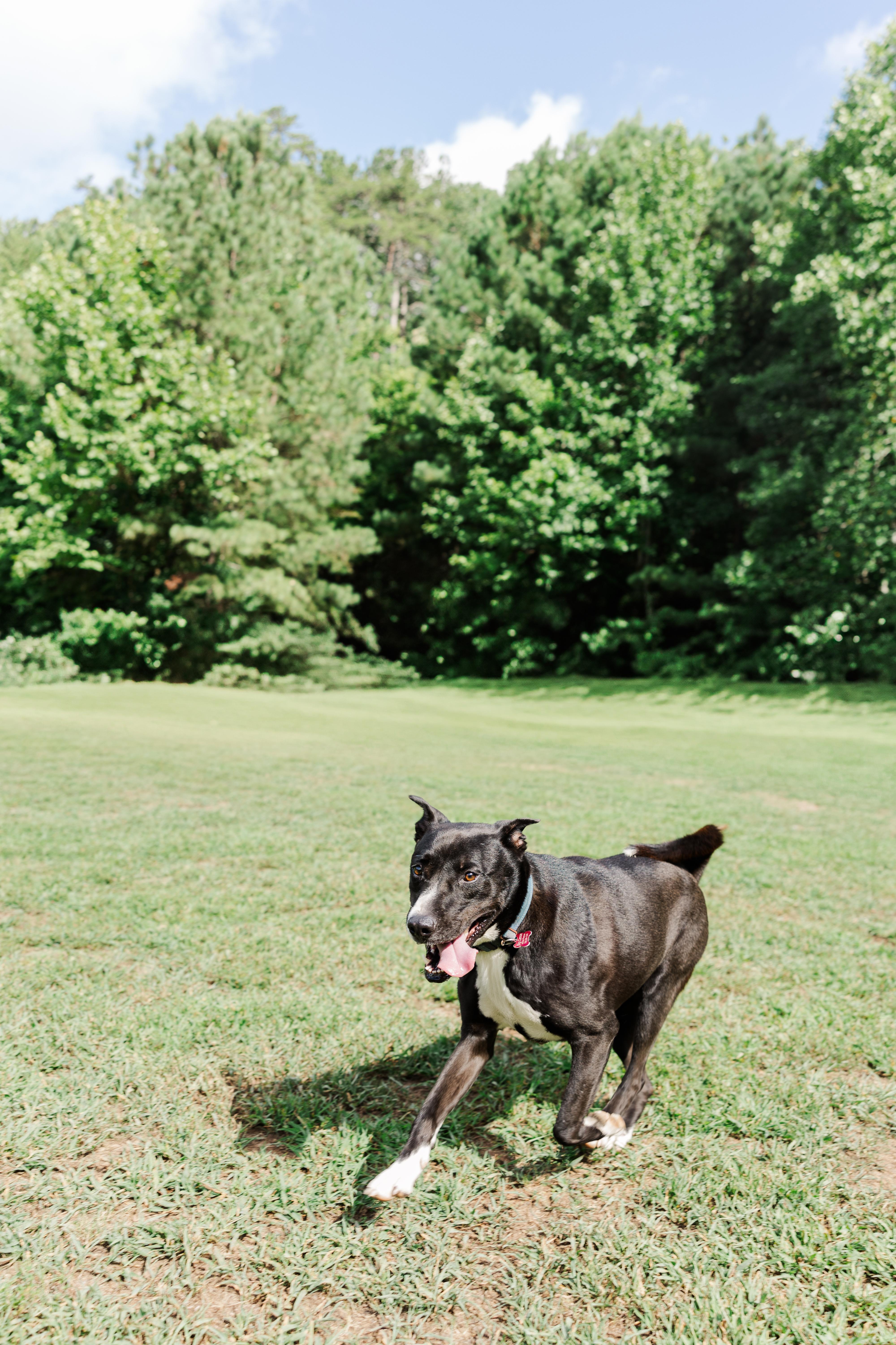 Enlarge Whiskey, a Adoptable mixed breed in Jasper, GA image 2/6