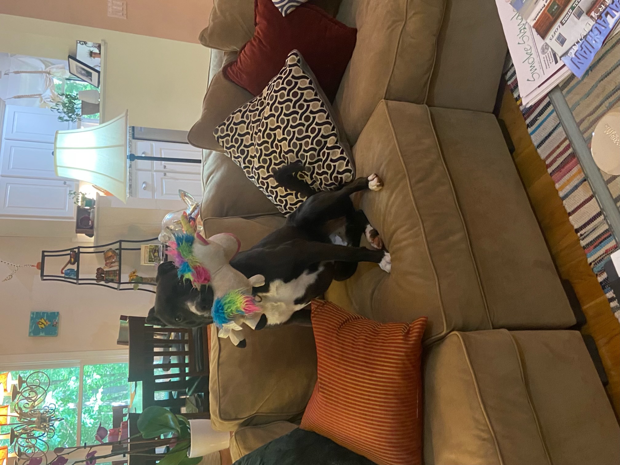 Enlarge Whiskey, a Adoptable mixed breed in Jasper, GA image 5/6