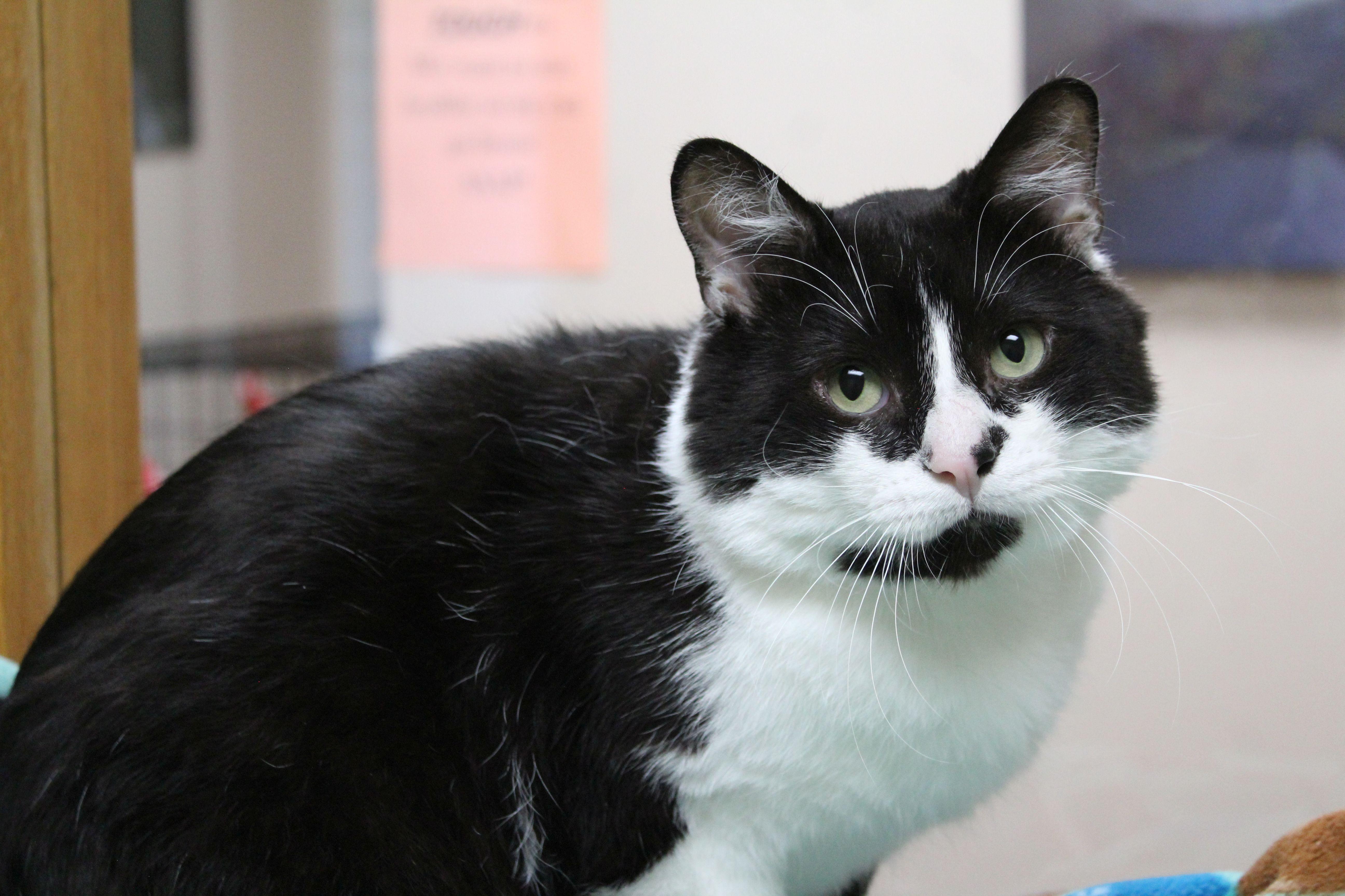 Bubba, a ADOPTABLE Domestic Short Hair in Portage, WI image 2/2