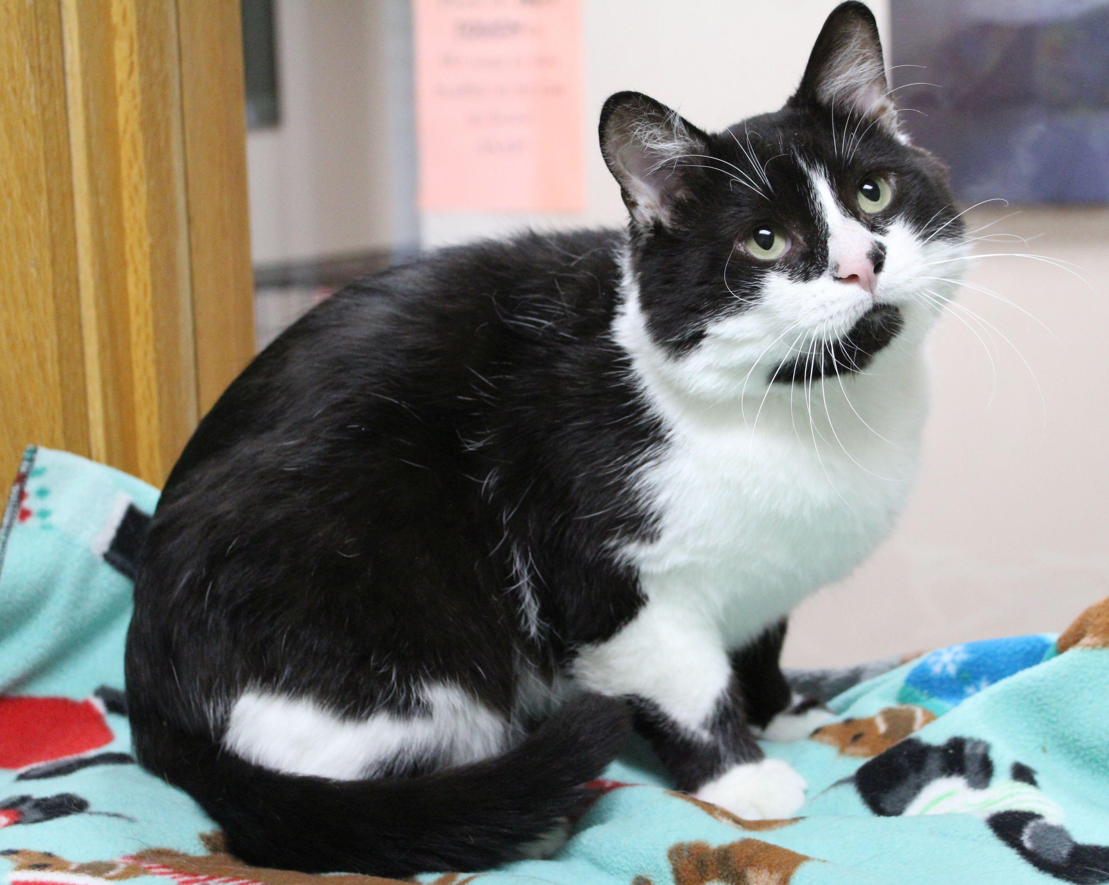 Bubba, a ADOPTABLE Domestic Short Hair in Portage, WI image 1/2